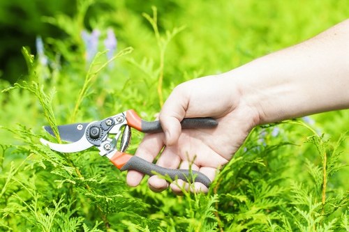 Professional tree surgery improving safety and tree health in Hayes