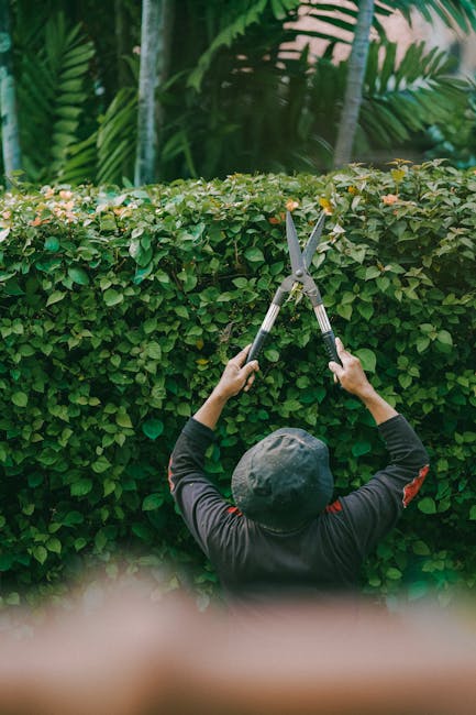 A gardener wearing a dark long-sleeved shirt and a grey cap is trimming a dense, well-maintained hedge with a pair of silver pruning shears, raising them above their head to cut the top of the shrub.